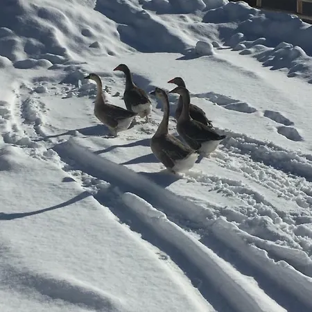 Relax سيستريير